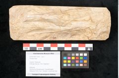 Foto (Objekt + Etikett) von Plantae indet.  (NHMW-GEO-2024-0188-11639)